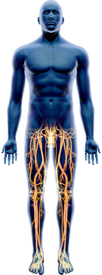 Vascular